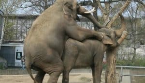 Lewicki: Gazeta, sex i rewolucja slonie